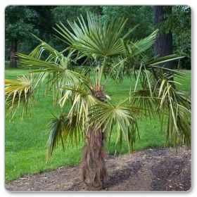 Szorstkowiec Fortunego (Trachycarpus fortunei)